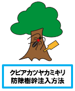 クビアカツヤカミキリ 防除樹幹注入方法